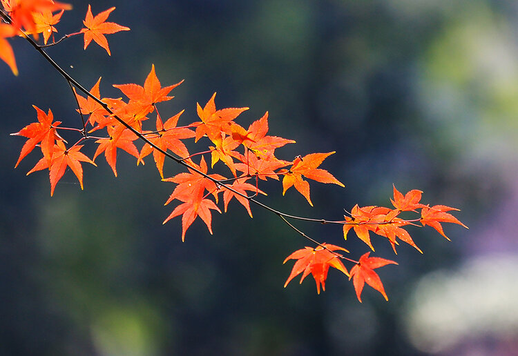 原创枫林尽染丹枫迎秋