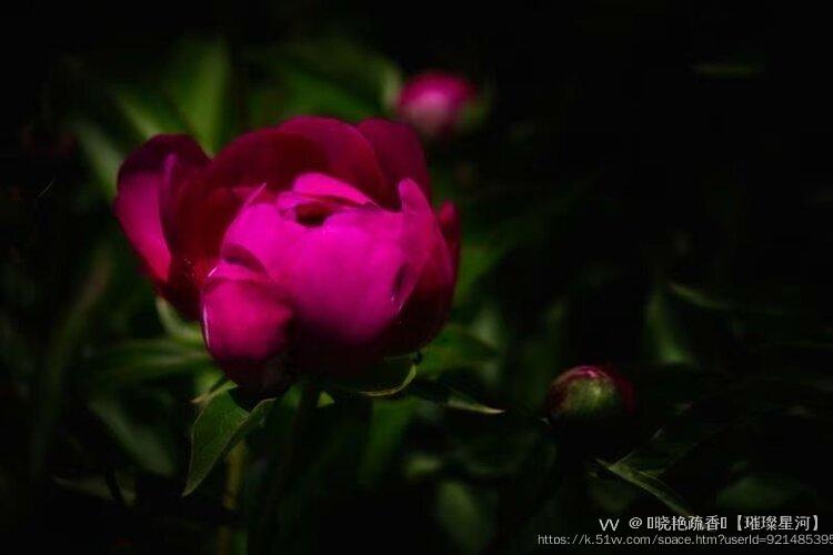 ༻晓艳疏香༺【璀璨星河】