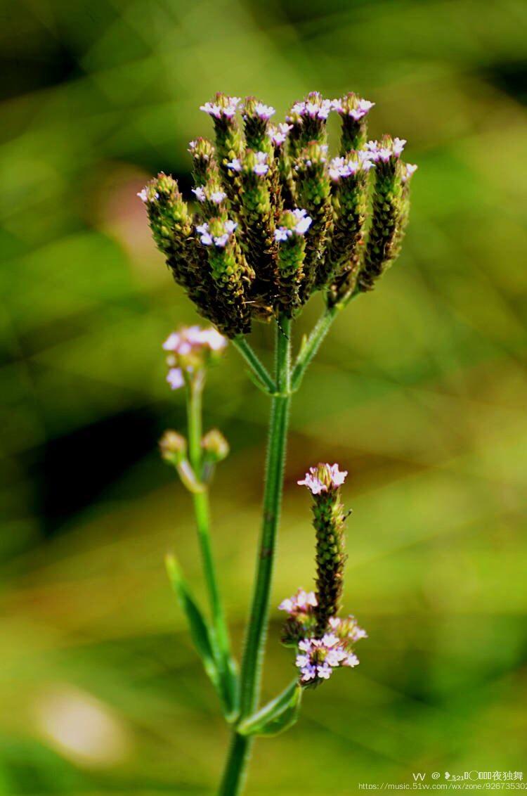 首发柳叶马鞭草