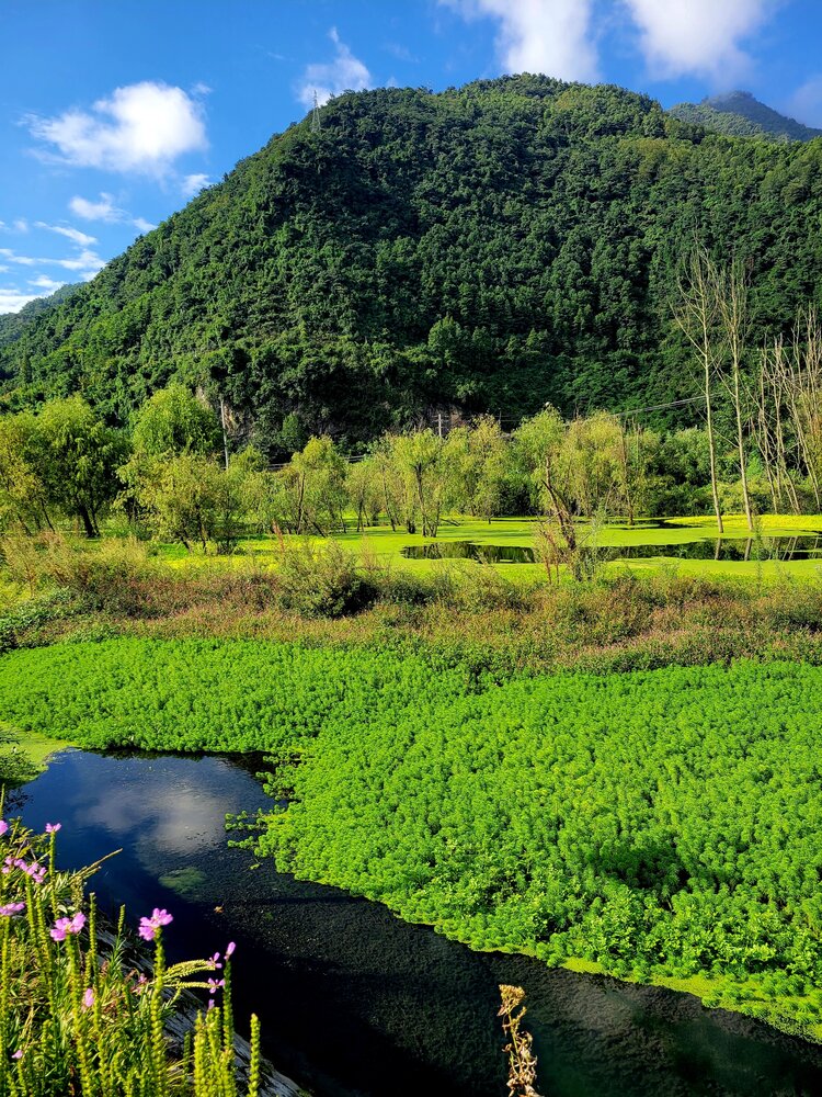 温江鱼凫湿地公园图片