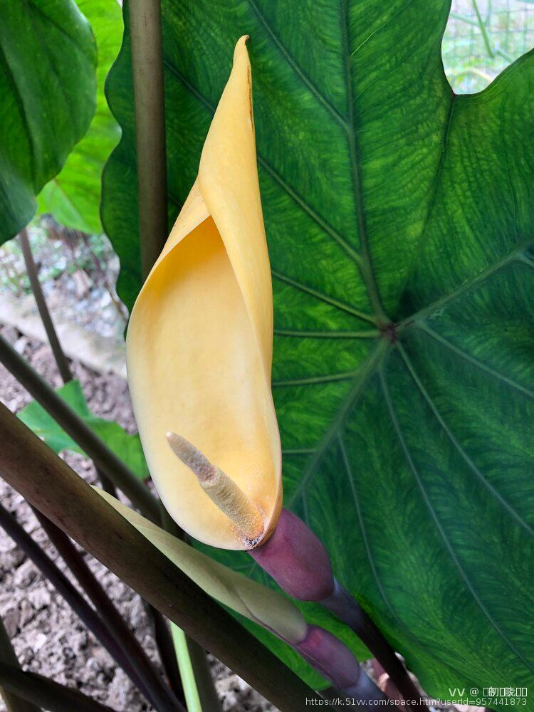 এ᭄初ོོྂཾ࿆晓ོྂཾ࿆࿐