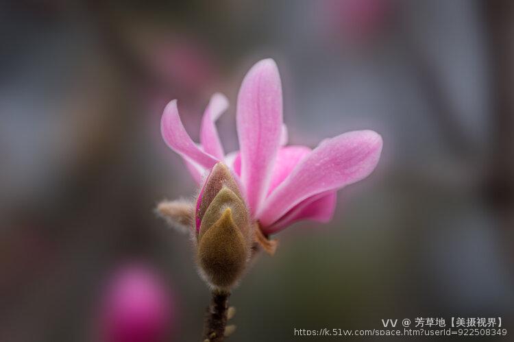 芳草地【美摄视界】