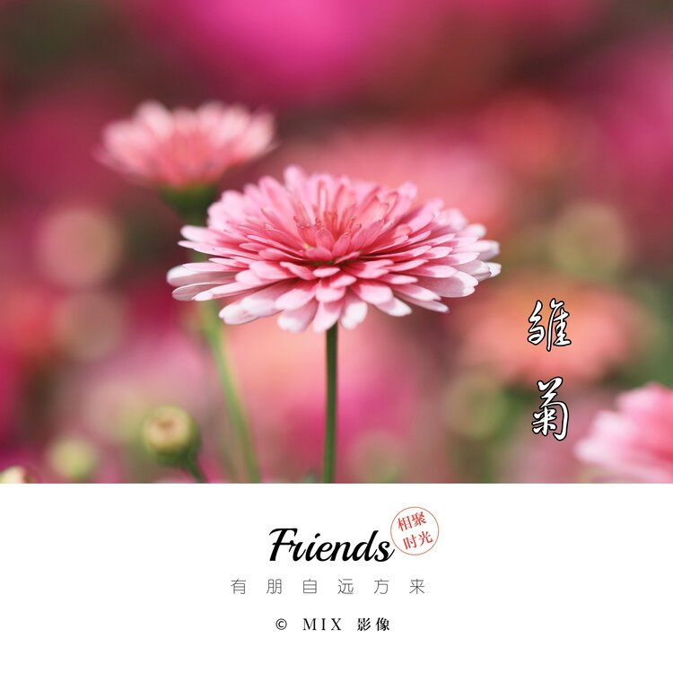 阿东[爱花家园]