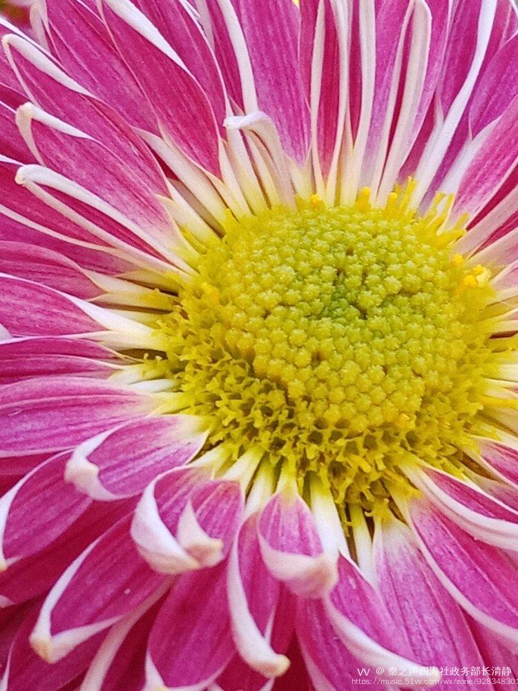 漂亮的菊花花蕊