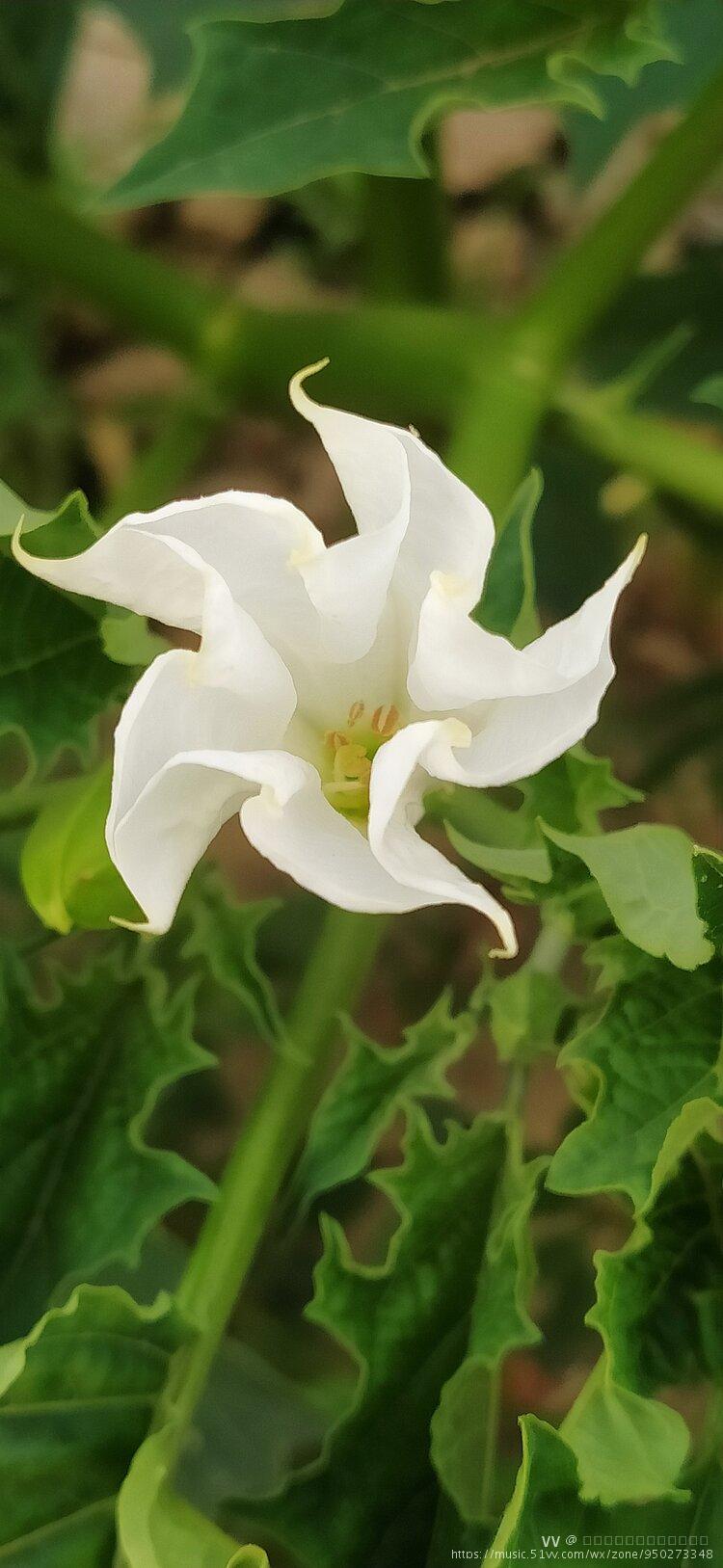 曼陀罗:又名闹洋花,凤茄花,曼陀罗花.为各种洋金花之统称.