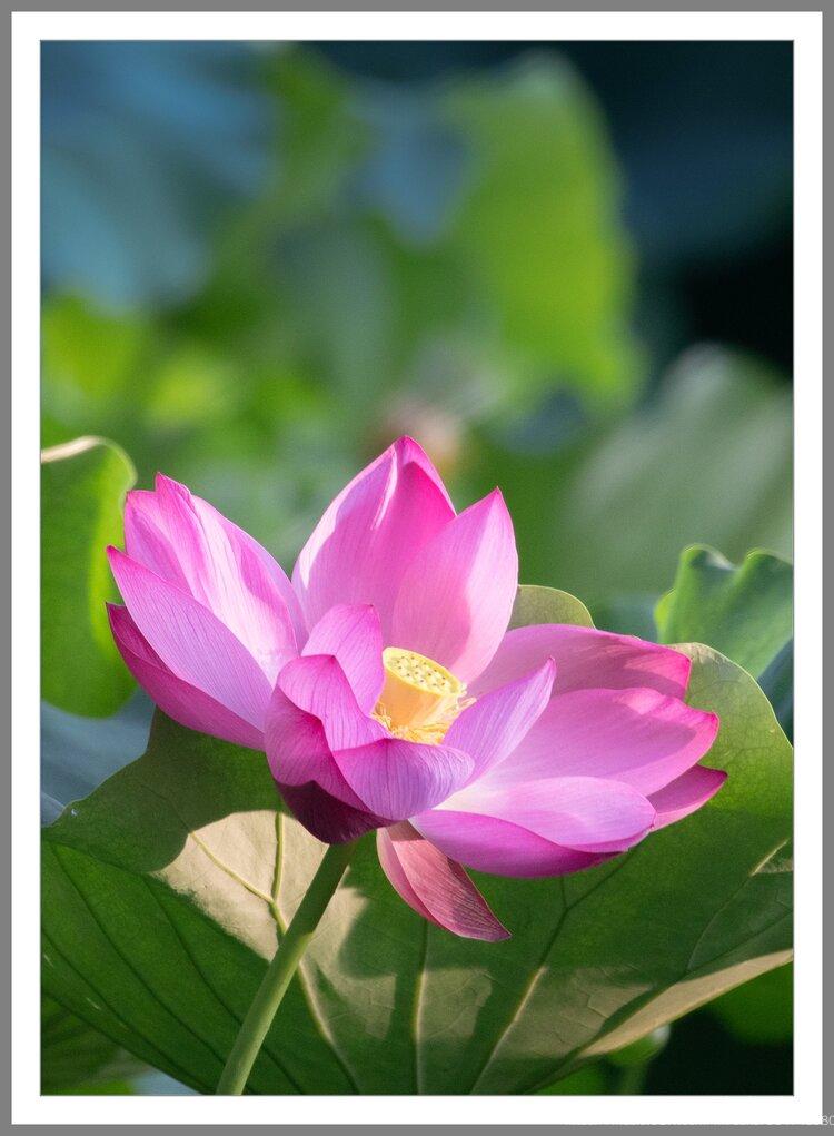 水中芙蓉花