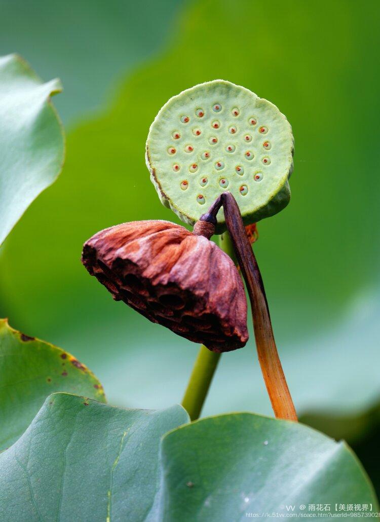 雨花石【美摄视界】