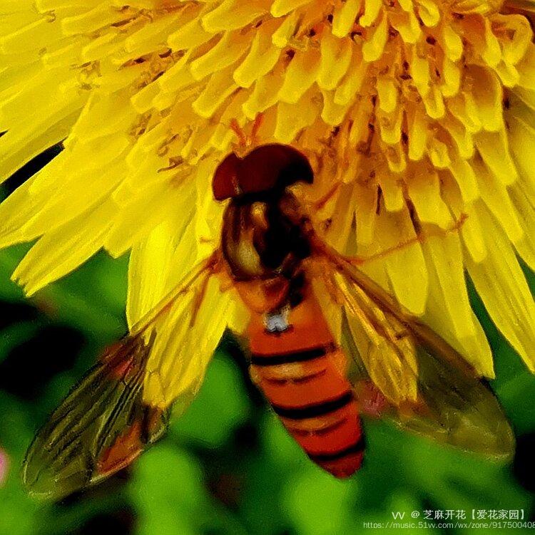 小蜜蜂爱上苦苣菜花原创