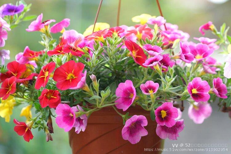 温馨回忆寓意友情永存,与你同心碧茄冬-色彩丰富花期长无愧"花坛皇后"