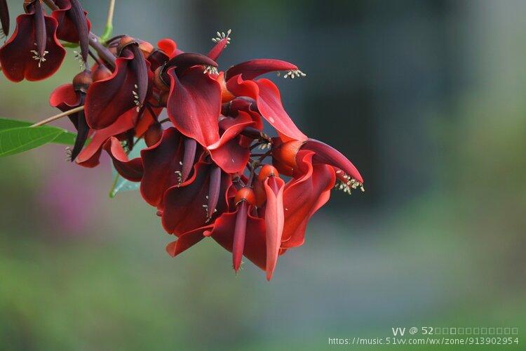 鸡冠刺桐红艳艳