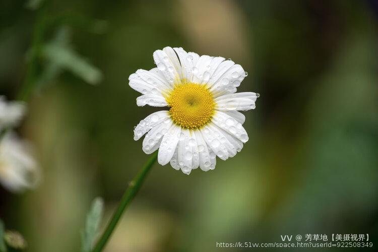 芳草地【美摄视界】