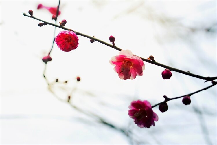 󾓭八一☆ᴶᴳ天羽