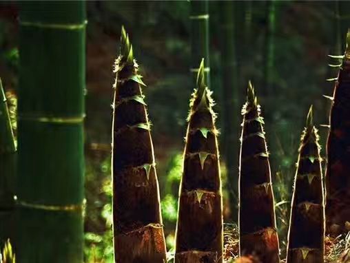 曾经🎤V娱热点