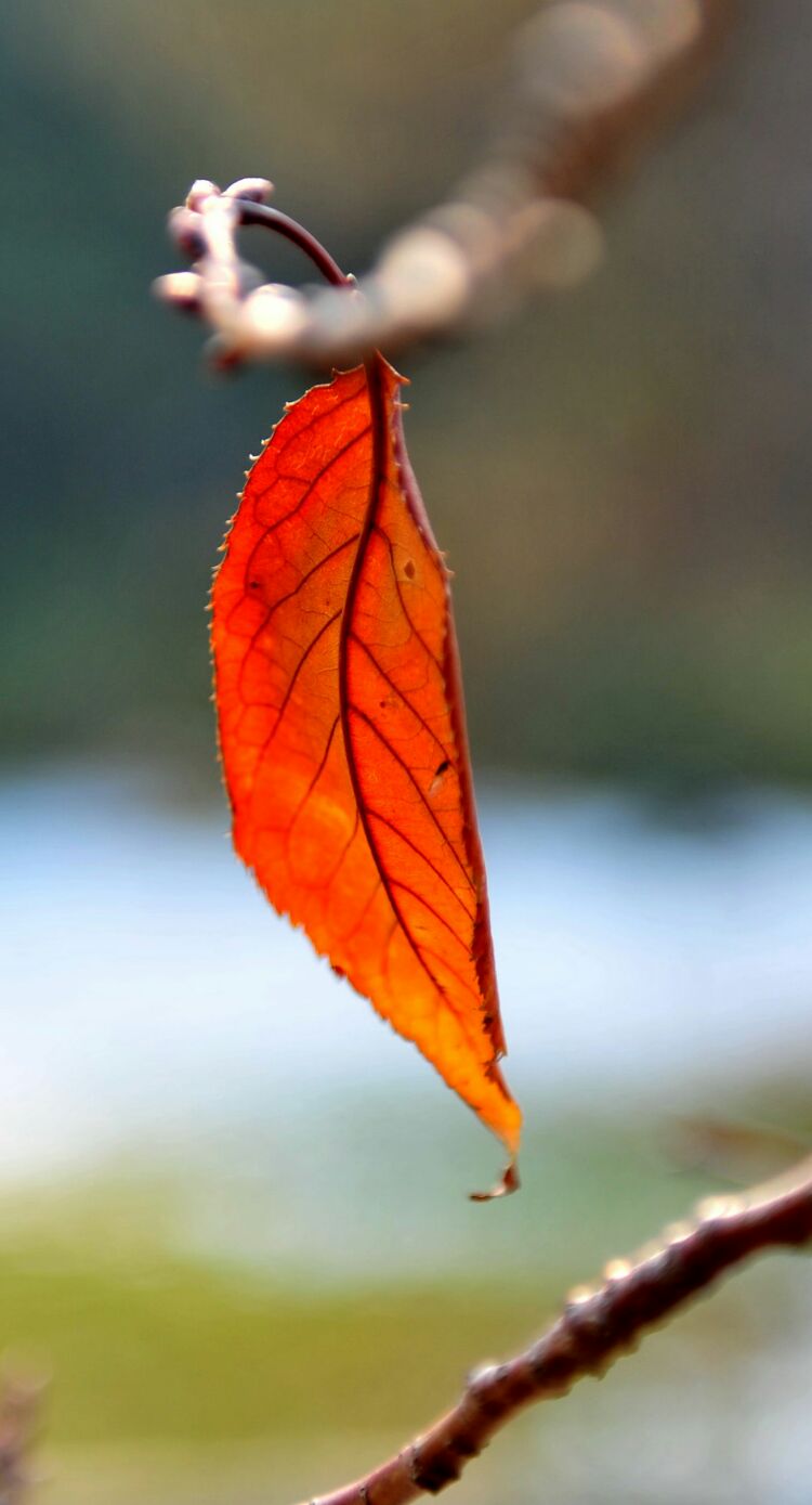 秋风漫过醉尘心
