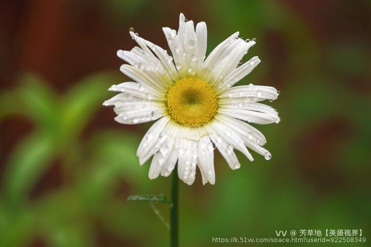 芳草地【美摄视界】