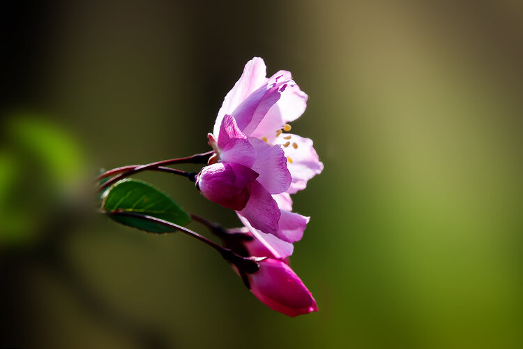 仿佛一夜春风,垂丝海棠就长出了花苞,有的已经开出了美丽的花朵,红红