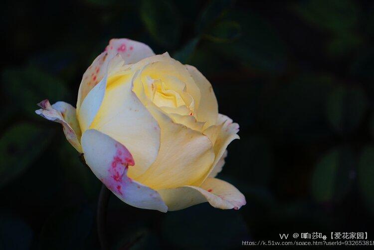 1154白莎7814【爱花家园】