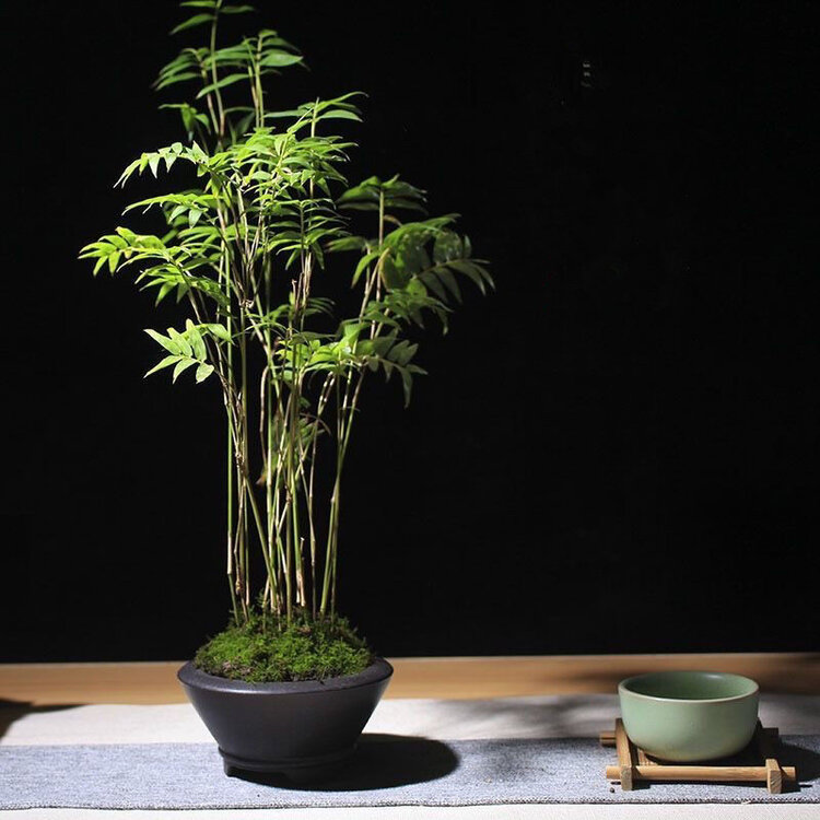 雪儿🎤V娱热点