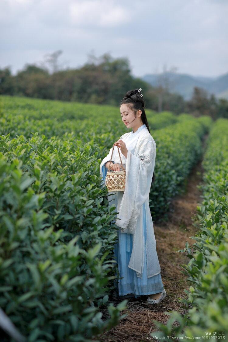 漂亮的采茶女孩图片图片