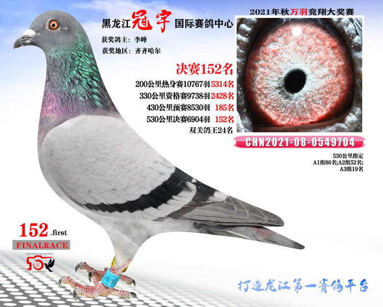龙哥