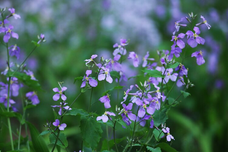 明森（美摄视界）