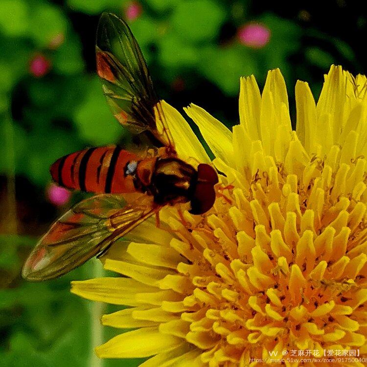 小蜜蜂爱上苦苣菜花原创
