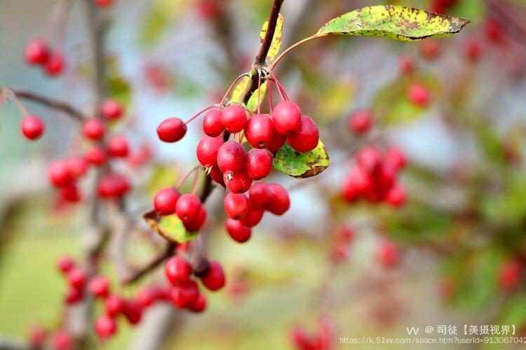 司徒【美摄视界】