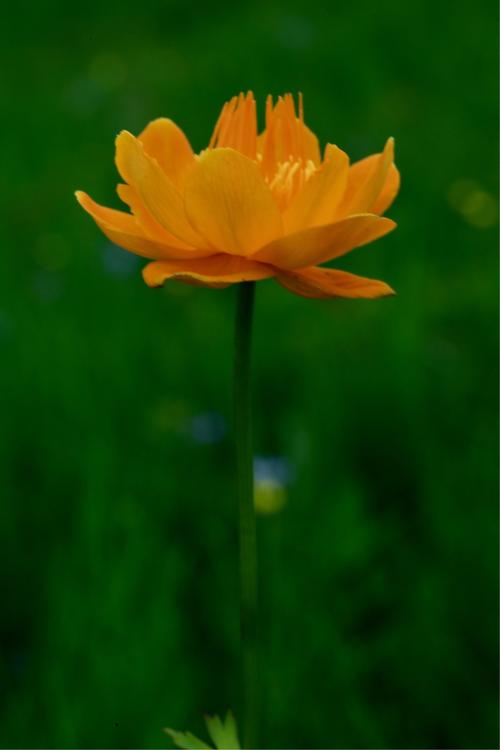 首发金莲花
