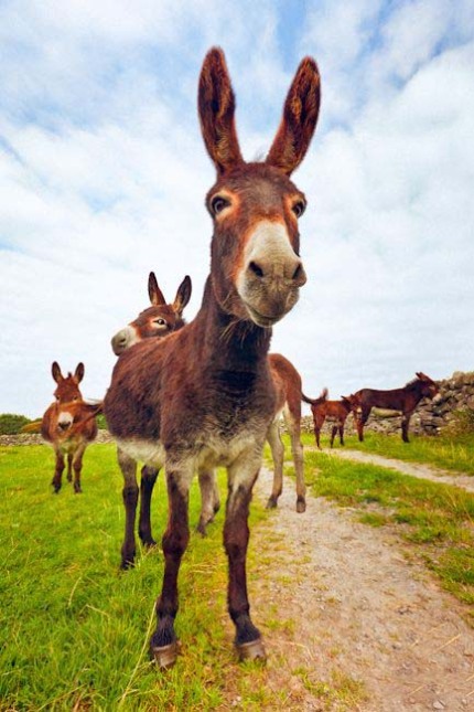 平安扣：文声汇影