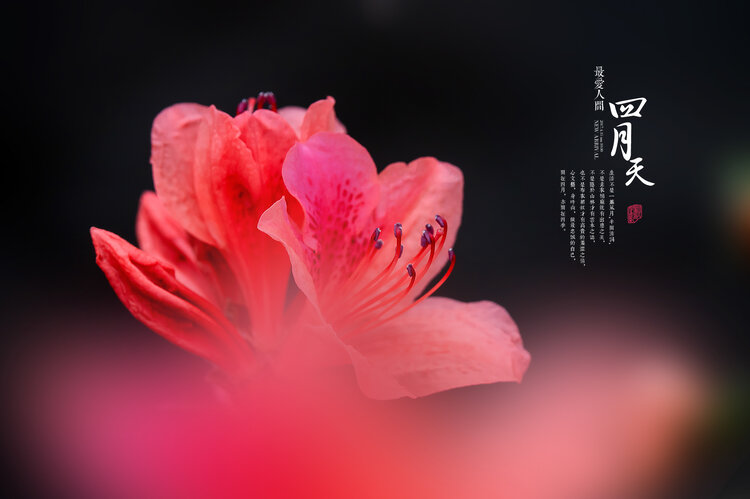 柳之影【美摄视界】