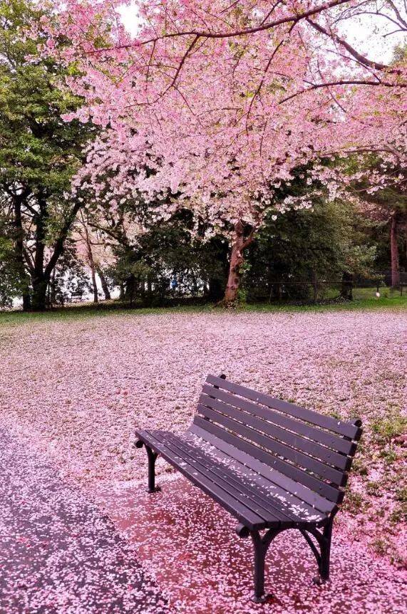 了踏一路青色,拈一缕花香暖阳微好,樱花落雨我喜欢春天图片来自网络慕