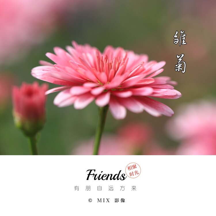 阿东[爱花家园]