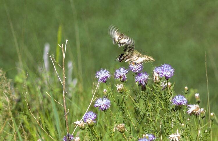 影丐书生（中国图库签约摄影师）