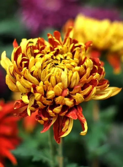 [五绝六首]永菊