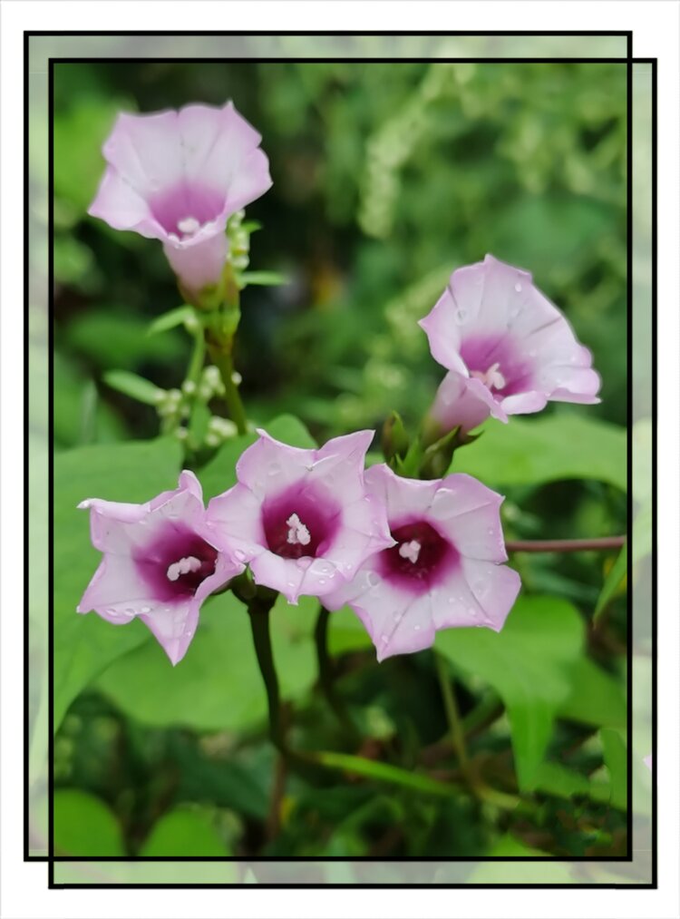 雨中的三裂叶薯花首发