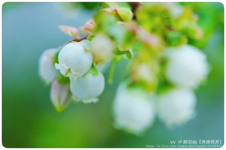 醉花仙【美摄视界】