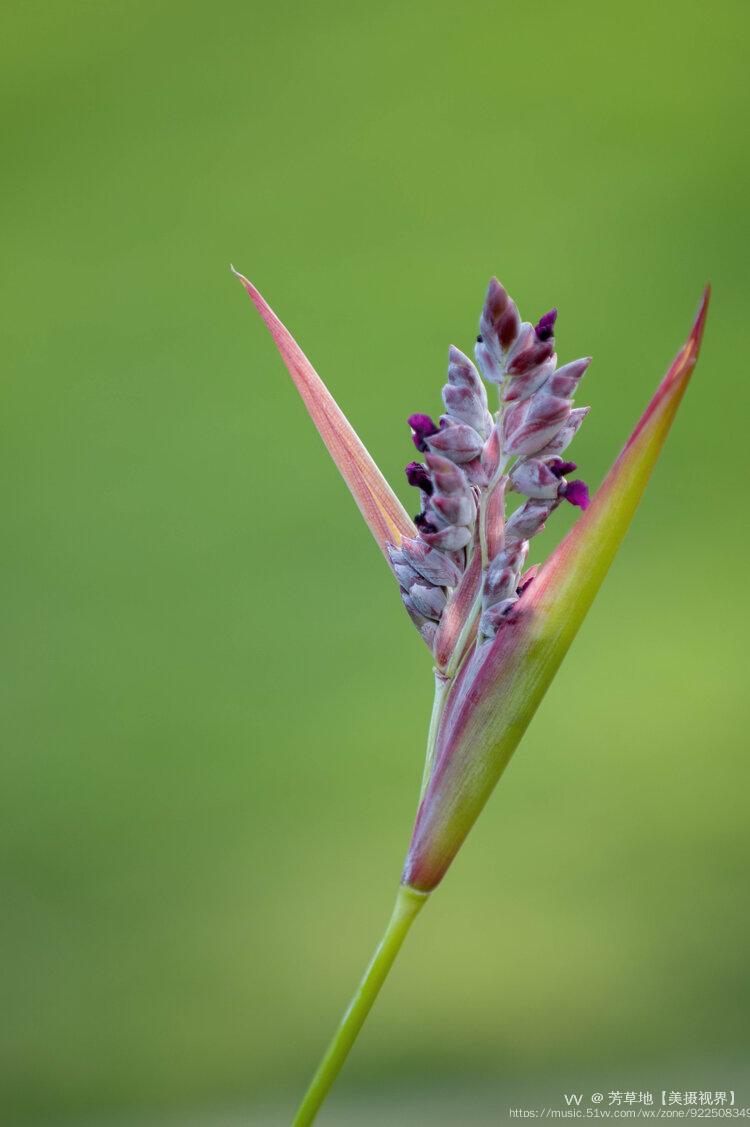 再力花的花语:清新可人.