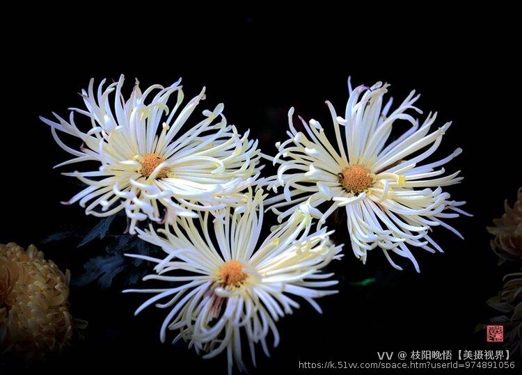 枝阳晚悟【美摄视界】