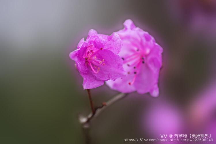 芳草地【美摄视界】