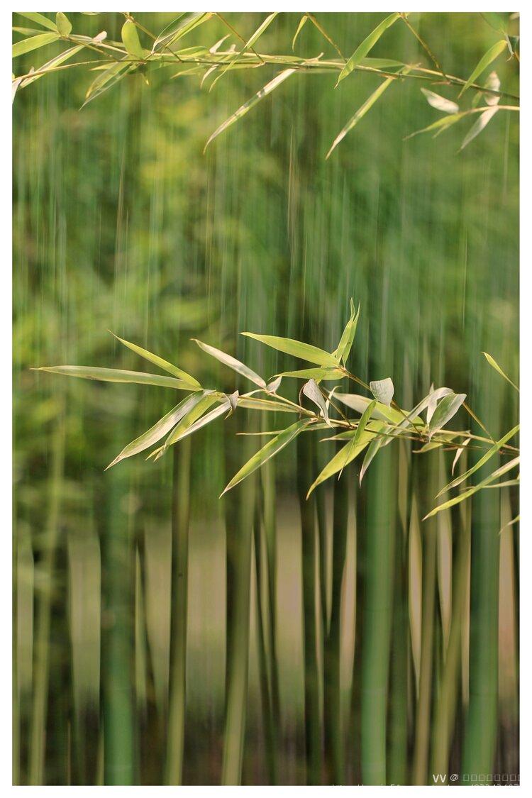 手机壁纸竹子真实图片