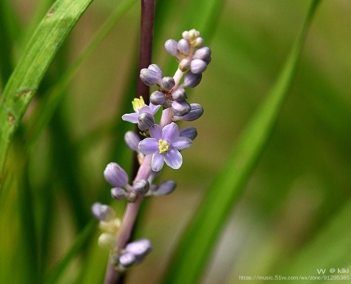 首发花城广州鱼子兰