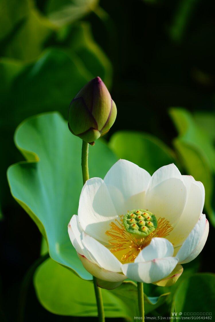 清廉洁白如玉的莲