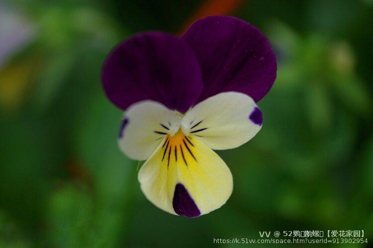 52鹦ꦿོ鹉螺ꦿ【爱花家园】