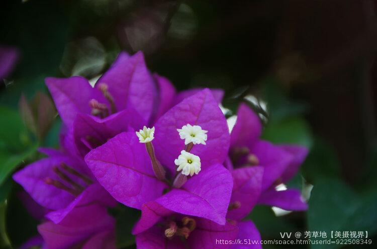 芳草地【美摄视界】
