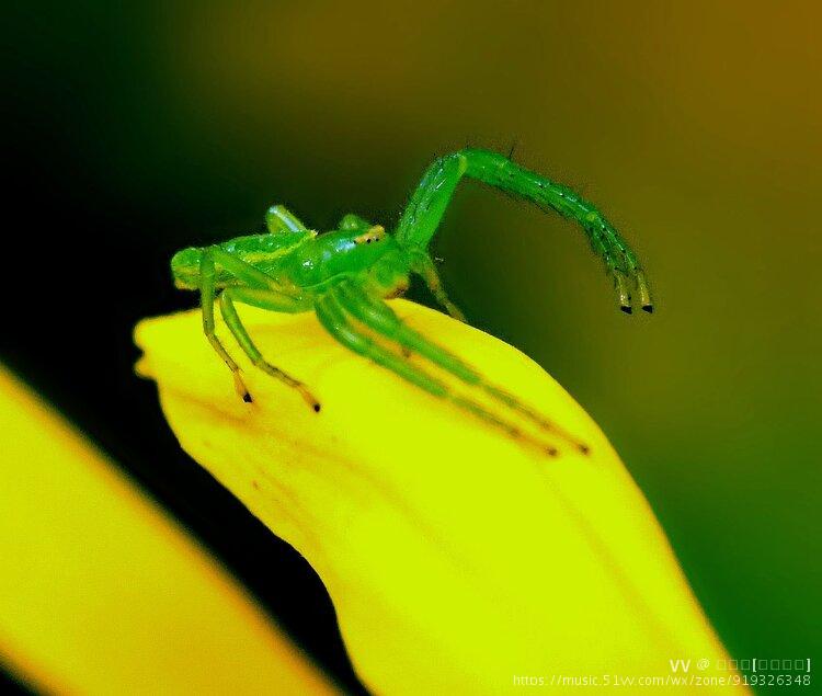 漂亮的翠蛛嫩叶蛛