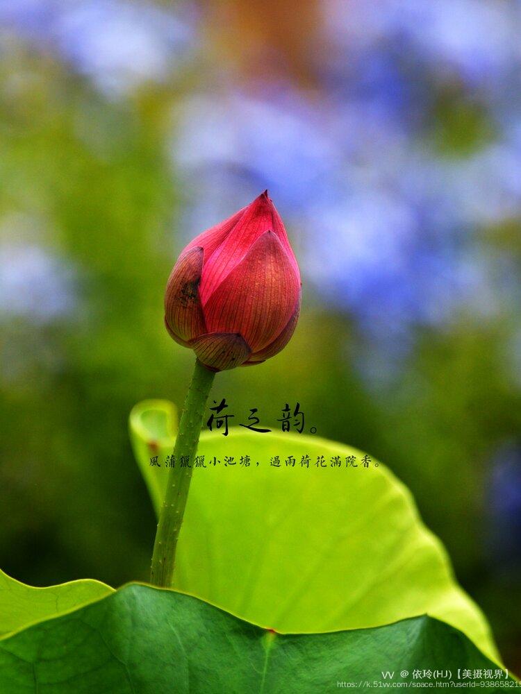 依玲(HJ)【美摄视界】