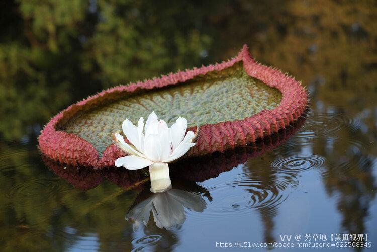 芳草地【美摄视界】