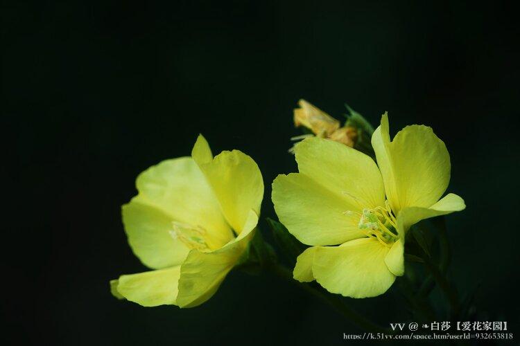 ❧白莎【爱花家园】