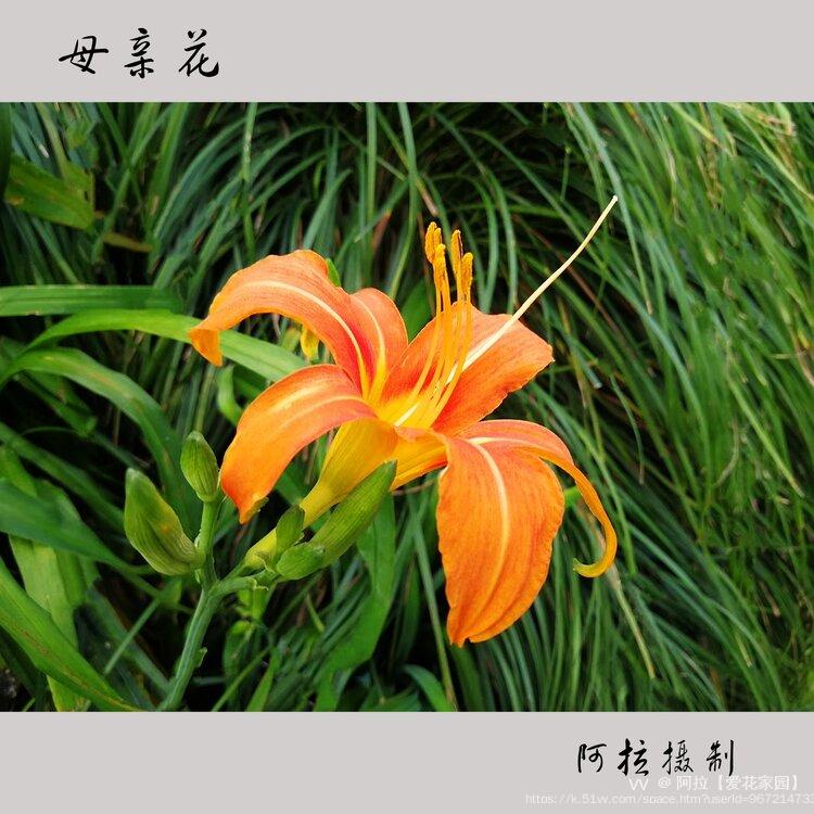 阿拉【爱花家园】