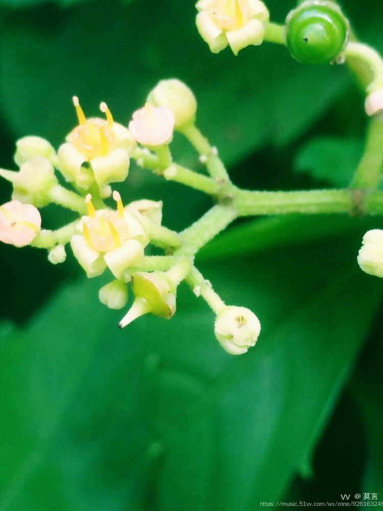 绞股蓝花朵首发